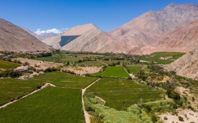 Este domingo 15 de mayo se conmemorará el Día Nacional del Pisco