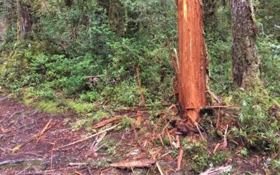 Cierran Parque Nacional Alerce Costero por daño en la corteza de un ejemplar