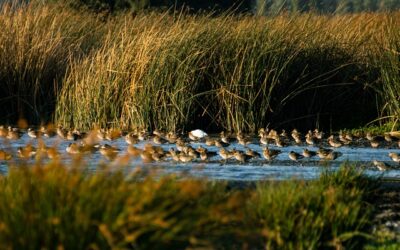 Atractivos imperdibles de ver en Malloa y Pichidegua, Región de O’Higgins