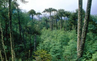 CONAF impulsa restauración del bosque nativo en Día Mundial del Medio Ambiente