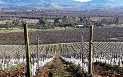 Ruta del Vino Valle Del Maule apuesta por ser la más importante del país