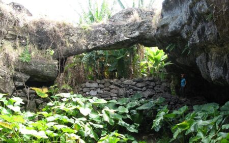 Rescatar la flora endémica y nativa de Rapa Nui 