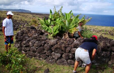 Rescatar la flora endémica y nativa de Rapa Nui 