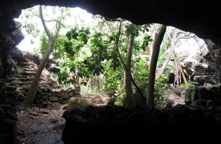 Rescatar la flora endémica y nativa de Rapa Nui 