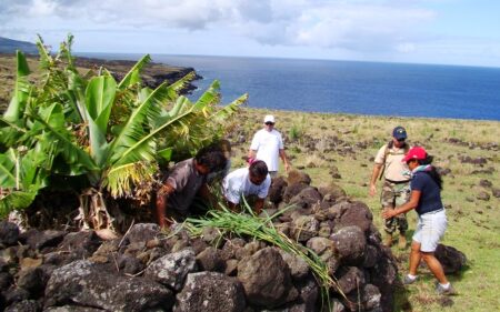 Rescatar la flora endémica y nativa de Rapa Nui 