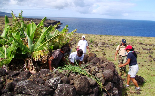 Proyecto de conservación de la flora endémica y nativa de Rapa Nui