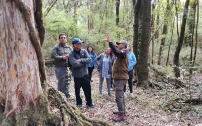 CONAF: 53 años de labor en conservación y cuidado de ecosistemas