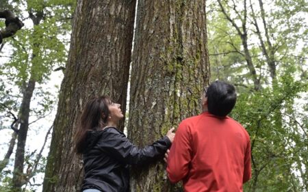 Baños de Bosque en Pucón