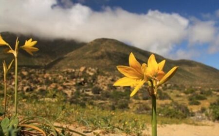 Barómetro del Turismo Chileno 