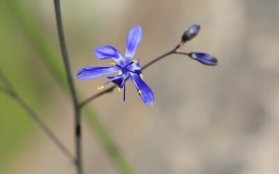 Impulsan rescate de flora nativa en la localidad de Talamí, en Alhué