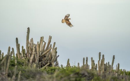 Fundación de Conservación de Aruba (ACF)