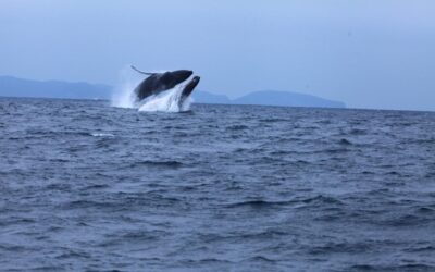 Comenzó la temporada de avistamiento de ballenas en Ecuador