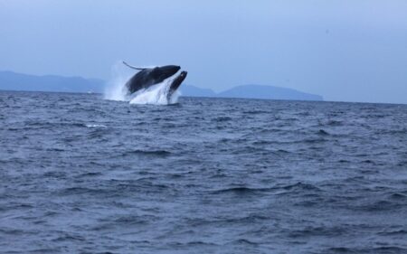 Ballena jorobada