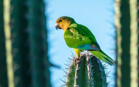 Prikichi, símbolo nacional