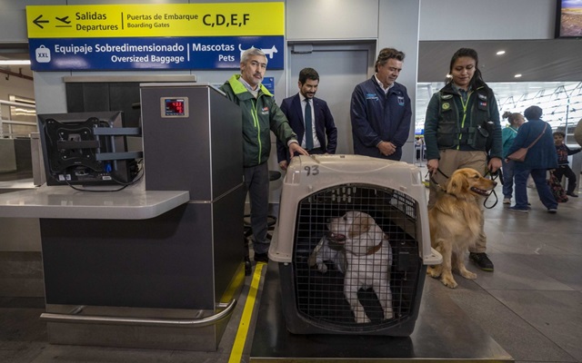 Aeropuerto de Santiago y SAG reportan 14 mil viajes con mascotas en 18 meses