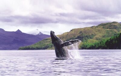 El boom del avistamiento responsable de ballenas en el Estrecho de Magallanes