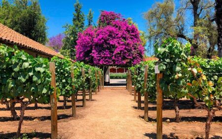 Día Nacional del Vino