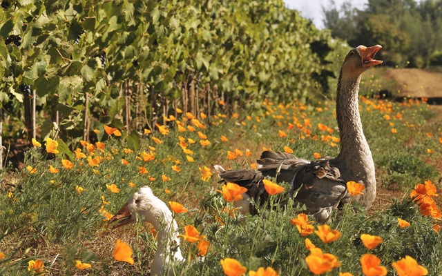 Miguel Torres Chile logra certificación internacional de viticultura regenerativa