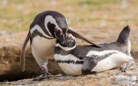 Monumento Natural Los Pingüinos