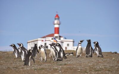 Navegaciones a Monumento Natural Los Pingüinos en islas Magdalena y Marta