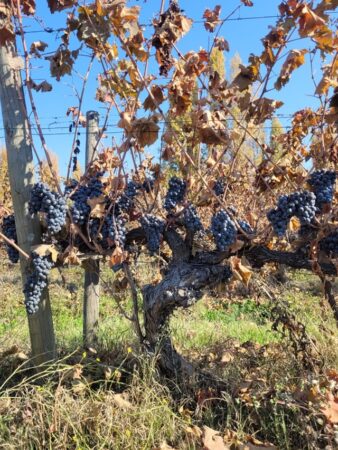 Parras de carmenère Artesano