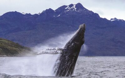 Comienza la temporada de avistamiento de ballenas en el Estrecho de Magallanes