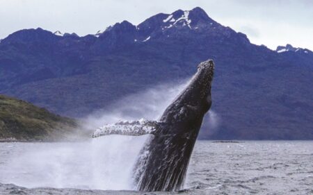 Avistamiento de ballenas