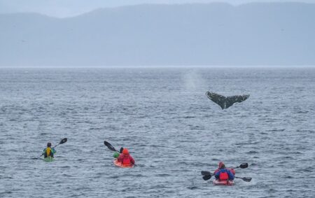 Avistamiento de ballenas