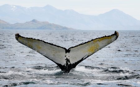 Avistamiento de ballenas 