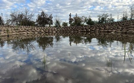 Espejo Cosmobotánico