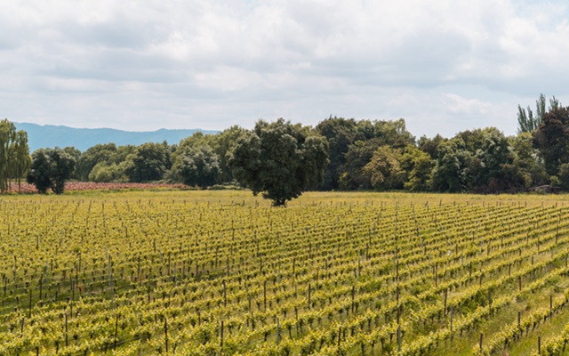 Calculadora de gases de efecto invernadero para industria del vino en LATAM