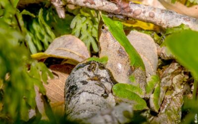 Descubren población de ranita de Darwin en Parque Vicente Pérez Rosales